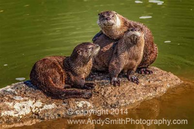 River Otters, John Day River, Oregon